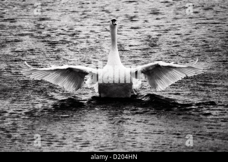 Regno Unito, WARWICKSHIRE : un cigno è raffigurato lo svolazzamento le sue ali sul fiume Avon a Stratford upon Avon Il 13 settembre 2 Foto Stock
