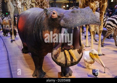Taxidermied ippopotamo, Grande Galerie de l'évolution (Sala Grande dell'Evoluzione), il Museo di Storia Naturale, Parigi, Francia Foto Stock