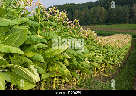 La coltivazione del tabacco in comune (Nicotiana tabacum), campo su Swiss altopiano centrale nel Cantone di Zurigo, Svizzera Foto Stock