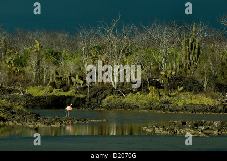 Un unico fenicottero rosa brilla contro un piccolo verde-refilato lago su Santa Cruz isola nel Pacifico Galapagos Foto Stock