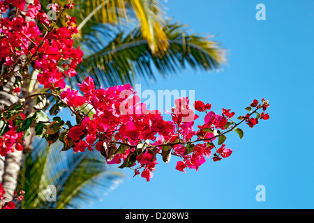 Il Bougainvillea con Palm tree in background, Gran Canaria Isole Canarie Spagna Foto Stock