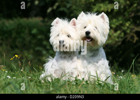 Cane West Highland White Terrier / Westie due adulti seduti sull'erba Foto Stock