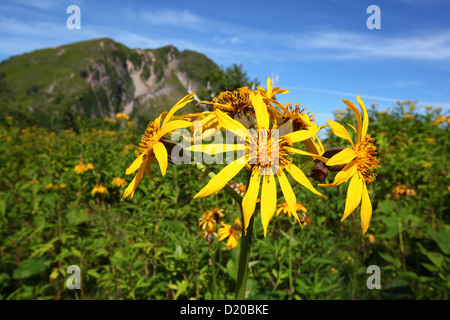 Ligularia dentata e Mt. Nikko Shirane in Tochigi, Giappone Foto Stock