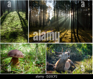 La flora e la fauna selvatiche nella foresta Foto Stock