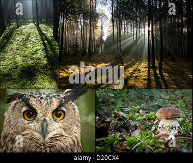 Fauna selvatica nella foresta di sunrise Foto Stock