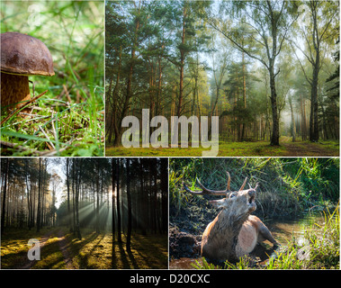 La fauna selvatica in natura all'alba Foto Stock