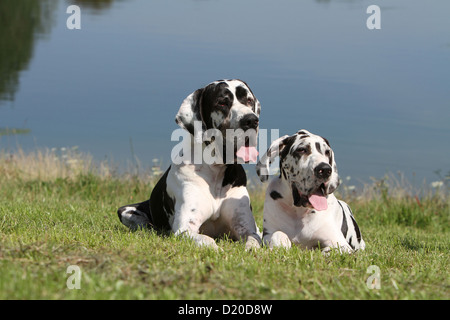 Cane Alano / Deutsche Dogge adulto e cucciolo arlecchino che giace accanto a un lago Foto Stock