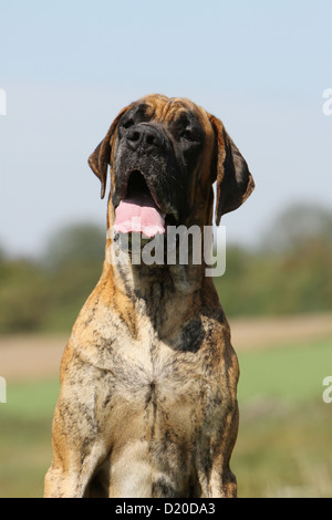 Cane Alano / Deutsche Dogge adulto brindle ritratto Foto Stock
