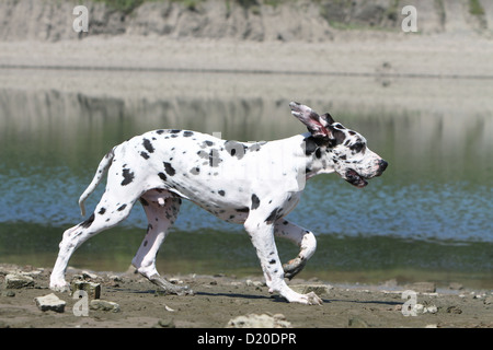 Cane Alano / Deutsche Dogge cucciolo Arlecchino profilo di esecuzione Foto Stock