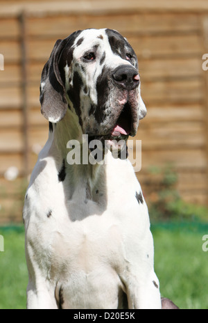Cane Alano / Deutsche Dogge adulto Harlequin ritratto Foto Stock