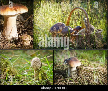 I funghi selvatici in foresta Foto Stock