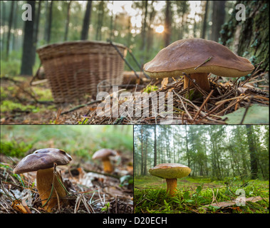 La raccolta di funghi selvatici nella foresta Foto Stock