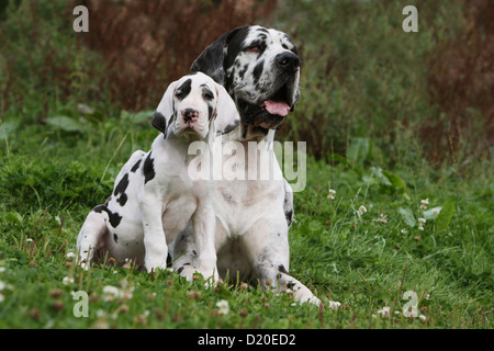 Cane Alano / Deutsche Dogge adulto e cucciolo arlecchino Foto Stock