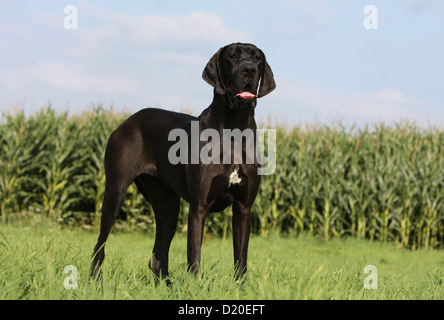 Cane Alano / Deutsche Dogge adulto permanente nero Foto Stock