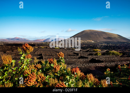 Vigneti coltivati su terreno vulcanico, La Geria, Lanzarote, Isole Canarie, Spagna, Europa Foto Stock