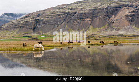 Islandese pascolo cavalli in un campo vicino a Hofn, Islanda, Scandinavia, Europa Foto Stock