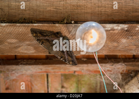 La tignola appeso a testa in giù dal soffitto in legno. Foto Stock