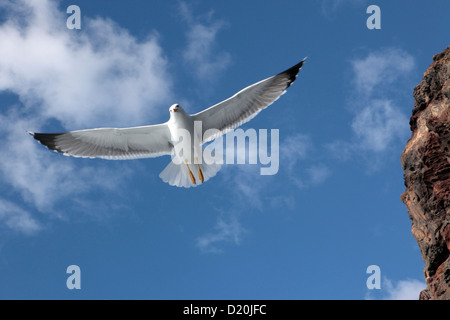 Guardando verso l'alto un gabbiano in volo contro un luminoso cielo blu & fluffy cloud, Tenerife, Isole Canarie Foto Stock