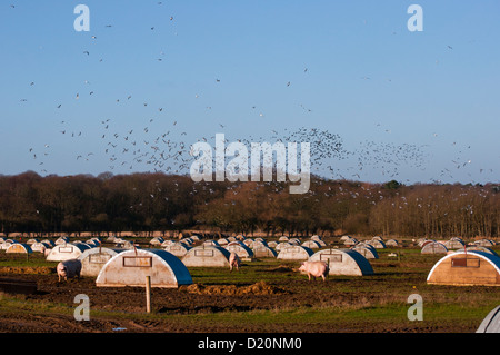 Ampio campo di suini e delle Arche sulla scelta libera di allevamento di suini Foto Stock