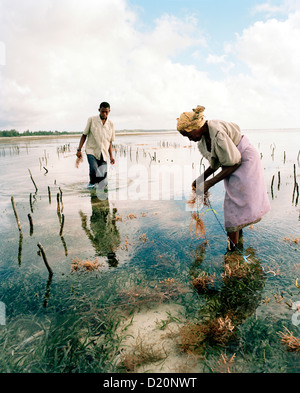 Donna con il nipote la raccolta di alghe nei campi Avanti Jambiani village, Zanzibar, Tanzania Africa orientale Foto Stock