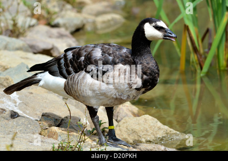 Closeup barnacle goose (Branta leucopsis) sulla banca di stagno Foto Stock