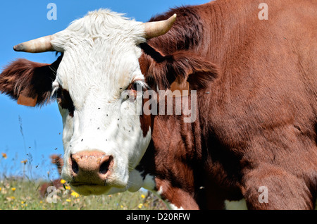 Ritratto di mucca Abondance nelle Alpi francesi nel dipartimento della Savoia a La Plagne Foto Stock