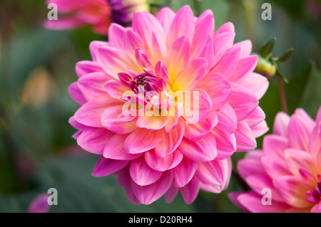 DAHLIA KENS rarità Foto Stock