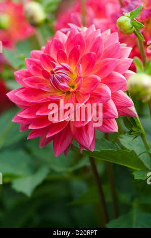 DAHLIA KILBURN ROSE Foto Stock