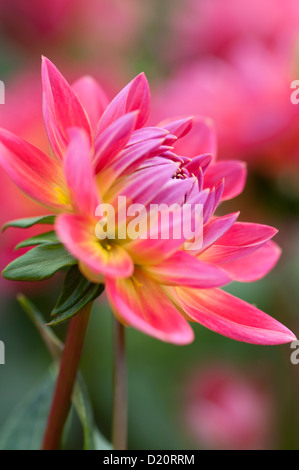 DAHLIA KILBURN ROSE Foto Stock