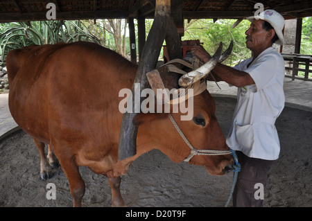 Vicino a Filadelfia (Costa Rica): Bull utilizzato per rendere il lavoro di una spremitura di canna da zucchero la macchina a Hacienda El Viejo Foto Stock