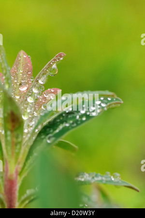 Piccole gocce di pioggia sul giovane fogliame di un impianto Foto Stock