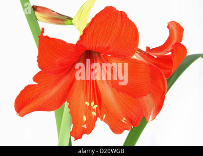 Red amaryllis con foglie isolato su bianco Foto Stock