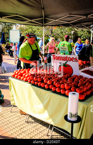 Big freschi pomodori sugosi per la vendita presso il settimanale di Sarasota farmers market Foto Stock