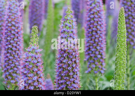 Bee raccoglie il polline in fioritura, echiums echium candicans, Madeira, Portogallo Foto Stock