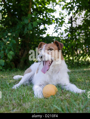 Parson Jack Russell Terrier cane Hund Chien Foto Stock