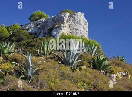 Aloe a lato di collina, Cala S Almunia, Santanyi, Maiorca, SPAGNA Foto Stock