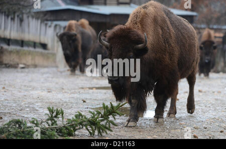 Praga, Repubblica Ceca. 10 gen 2013. Bisonti americani in zoo di Praga ha ottenuto da loro keepers annualmente popolare delicatessen in forma di invenduti alberi di Natale il 10 gennaio 2013. (CTK foto/Katerina Sulova) Foto Stock