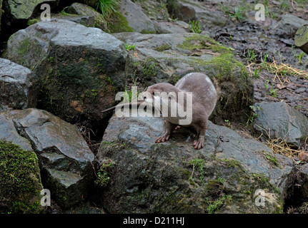 ASIAN corto-artigliato lontra o ORIENTAL piccoli artigli Otter. Aonyx cinerea Foto Stock