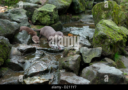 Asian corto-artigliato lontra o oriental piccoli artigli lontra con cub. aonyx cinerea Foto Stock