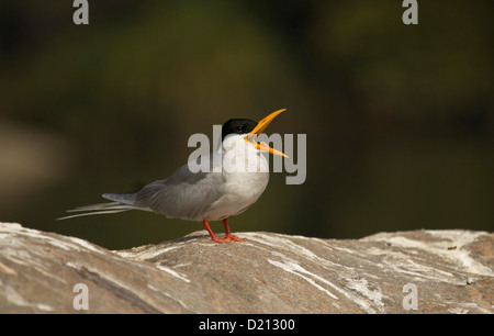 Il canto alto o a sbadigliare? Foto Stock