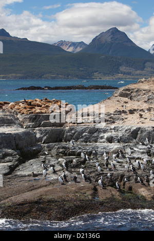 Cormorani e leoni di mare sull isola nel Canale del Beagle, vicino a Ushuaia, Tierra del Fuego, Patagonia, Argentina, Sud America Foto Stock