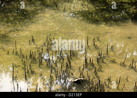 Antenna prop radici di mangrovie rosso foresta zona di marea Kerala India Foto Stock