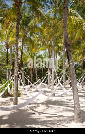 Amache Hanging da alberi di noce di cocco a Xel-Ha Water Park, Tulum Riviera Maya, Quintana Roo, Messico Foto Stock