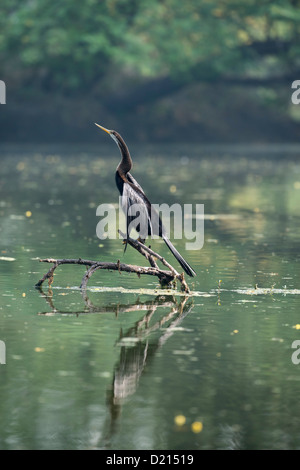 Snake Bird Darter bird Foto Stock