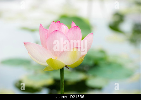 Lotus, Nelumbo, Palmengarten, Francoforte Hesse, Germania, Europa Foto Stock