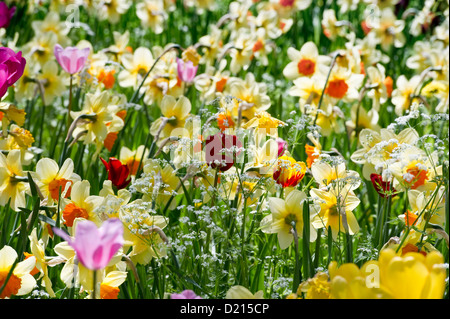 Flower prato con dei narcisi, Isola di Mainau, Lago di Costanza, Baden-Wuerttemberg, Germania, Europa Foto Stock