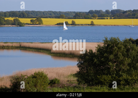 Barca a vela sul Schlei, Lindaunis, Baltc Sea coast, Schleswig Holstein, Germania Foto Stock