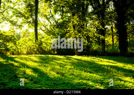 Una immagine della foresta di mattina con raggi solari Foto Stock