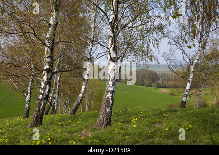Adone fiori e alberi di betulla sulle rive del fiume Oder, Lebus Land, Brandeburgo, Germania Foto Stock