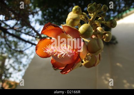 Cannonball Tree Flower Foto Stock